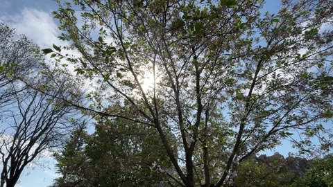 Sun Flare Through Green Tree Leaves In Spring Vídeo Stock 334906212