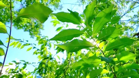 Sun Flare Through Green Tree Leaves in Forest Canopy Stock-Footage 342028860