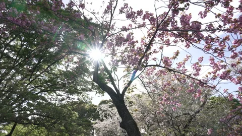 Sun flare through a Japanese Cherry Blossom in Kyoto on a partly cloudy day Vídeo Stock 242420934