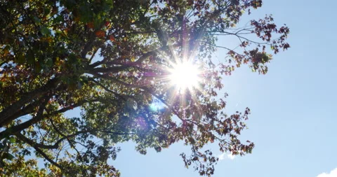 Sun flare through large tree spinning slowly blue skies Stock Footage 171193555