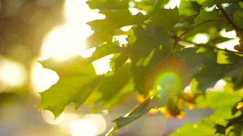 Sun Flare Through Leaves Stock Footage 53488920