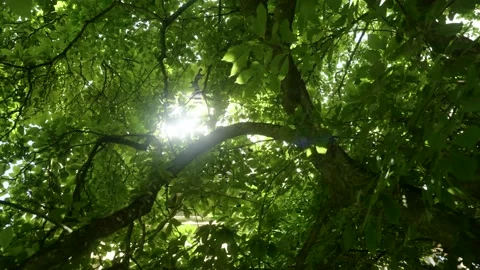 Sun Flare Through Leaves Stock Footage 171242749