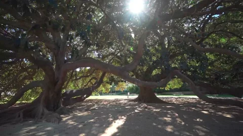 Sun flare through the leaves of a large tree Stock Footage 173823172
