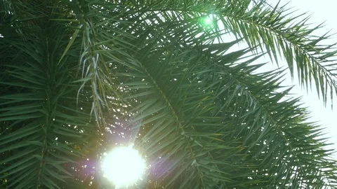 Sun flare through the lush green palm leaves against the blue sky Video stock 104093120