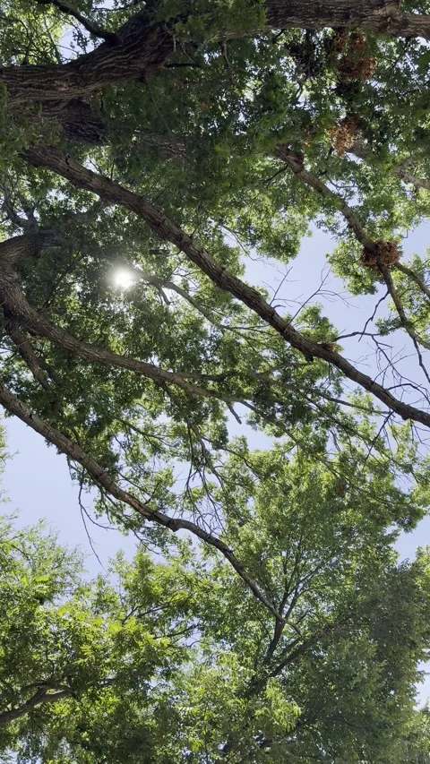 Sun Flare Through Mature Oak Tree Canopy Stock Footage 345923108