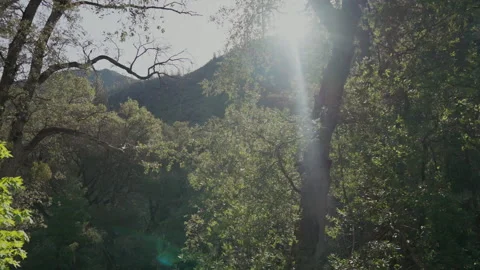 Sun flare through oak forest in Merced River canyon Vídeos de archivo 347987701