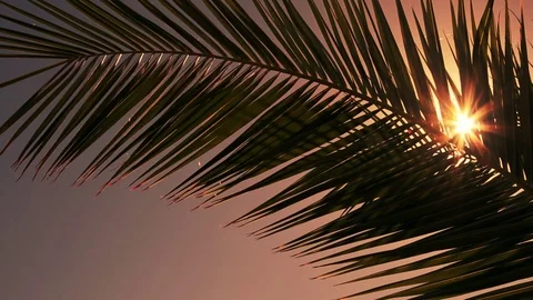 Sun flare through palm tree waving gently in a breeze Stock Footage 93782781