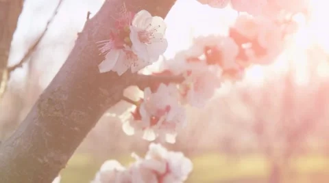 Sun Flare Through Pink Orchard Blossoms On Sunny Blue Sky Day Spring Season Stock Footage 57208716