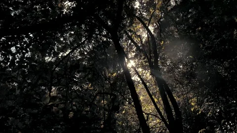 Sun Flare through Procera trees in Kijabe Indigenous Forest Video stock 129231202