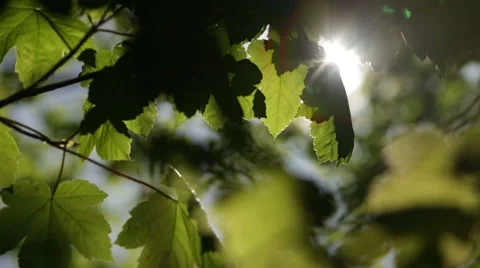 Sun flare through tree branches Stock Footage 58002820
