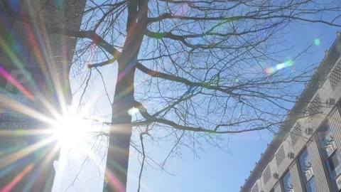 Sun Flare through Tree in Downtown Boston Tilting down to Boston Cityscape Stock Footage 92634065