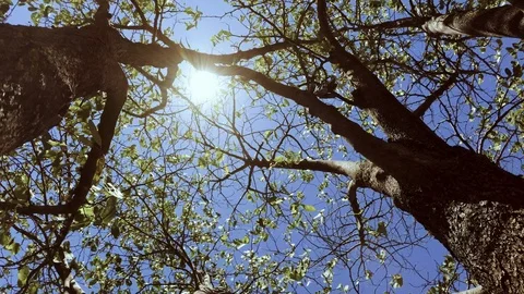 Sun flare through a tree Stock-Footage 91913837