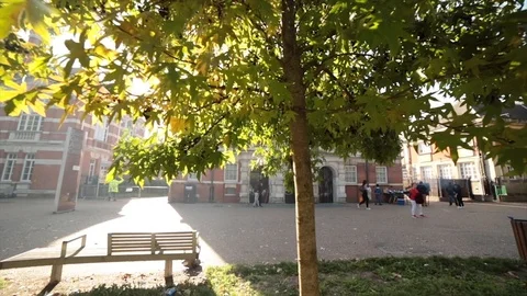 Sun flare through a tree Stock Footage 104685050