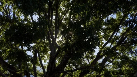 Sun Flare through Tree Leaves Stock-Footage 92703761