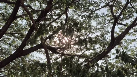 Sun flare through the tree leaves Vídeos de archivo 287583081