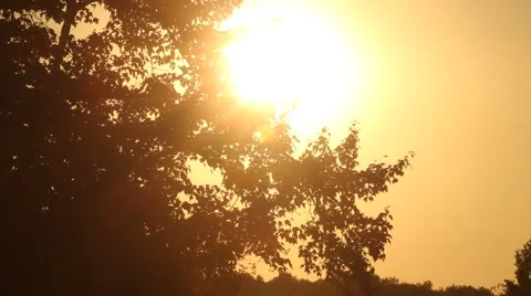 Sun flare through tree at sunset: Pan across horizon Stock Footage 42622145