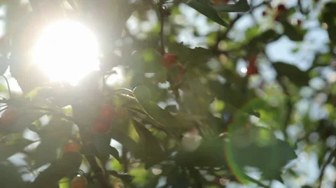 Sun Flare Through Tree- Tracking shot Stock Footage 38441780
