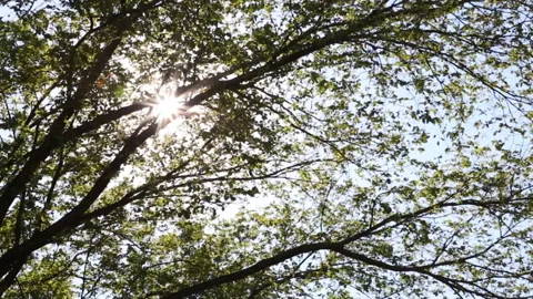 Sun flare through trees in central park Stock Footage 141960392