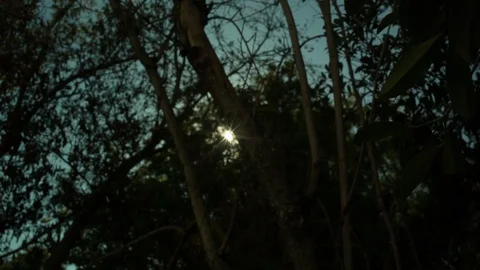 Sun Flare through trees Stock Footage 78830970