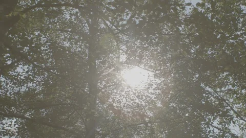 SUN FLARE THROUGH TREES Vidéo 102169983