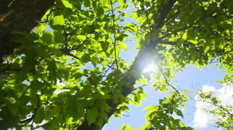 Sun Flare Through Trees Pan Left Slow Video stock 65405981