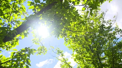 Sun Flare Through Trees Pan Right Slow Stock Footage 65406005