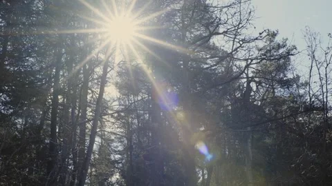 Sun flare through trees. Remote Boreal Woods in Windy Early Spring – Blowing Stock Footage 333484758