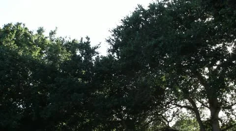 Sun flare through trees in wind Stock Footage 21554514
