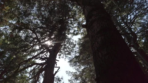 Sun Flare Through Trees In The Woods  Stock-Footage 248199523