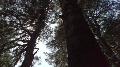 Sun Flare Through Trees In The Woods  Stock-Footage 248199530