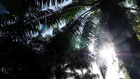 Sun flare through tropical palm leaves, energetic morning light 库存影片 338364638
