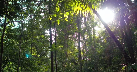Sun flare through the tropical rainforest canopy in Borneo Stock Footage 131142312