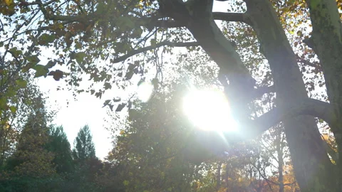 Sun flare through yellow tree Stock Footage 245310433