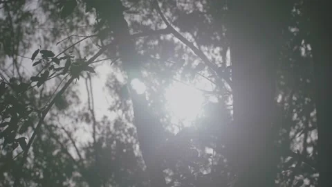 Sun flare tracking shot through African savanna river foliage. Stock Footage 156470493