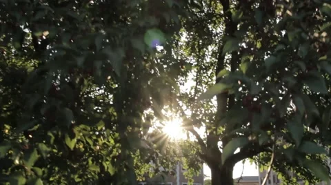 Sun Flare Trees in City Stock Footage 41826702