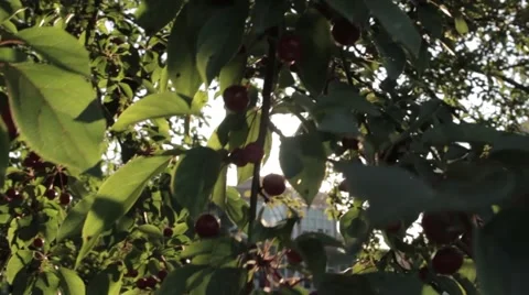 Sun Flare Trees in City Stock Footage 41826703