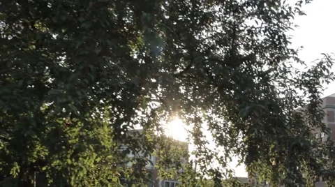 Sun Flare Trees in City Stock Footage 41826705