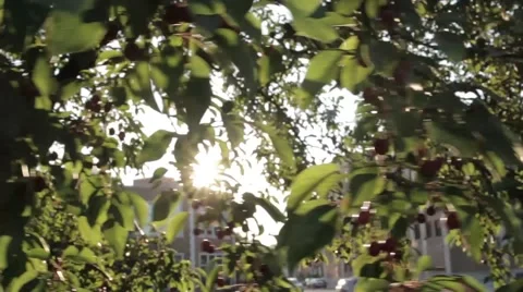 Sun Flare Trees in City Stock Footage 41826708