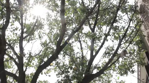 Sun Flare Trees in City Stock Footage 41826709