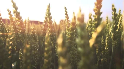 Sun flare wheat cornfield 1080 slow motion Stock Footage 64538992