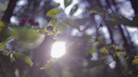Sun flare in wood 스톡 동영상 51509192