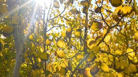 Sun Flared Leaves Moving in the Wind Stock Footage 123395328