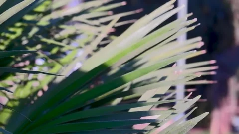 Sun flares and light effects through green Australian bush foliage Stock Footage 307997703