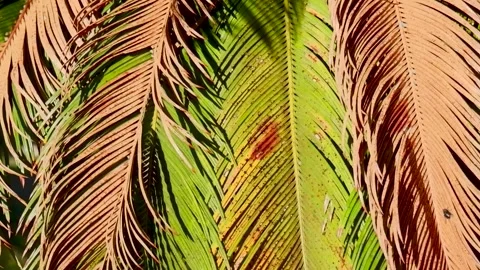 Sun flares and light effects through green Australian bush foliage Stock-Footage 312989979