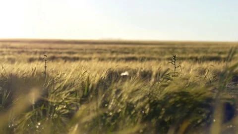Sun Flares And Rye Field 스톡 동영상 70990049