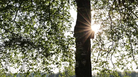 Sun Flares Behind The Green Birch Stock Footage 196128144