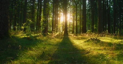 Sun flares break through the tree trunks, slider footage. Insects fly into the Stock Footage 204144425