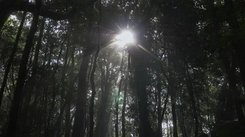 Sun flares break through the tree trunks, slider footage. Insects fly into the l Video stock 294638033