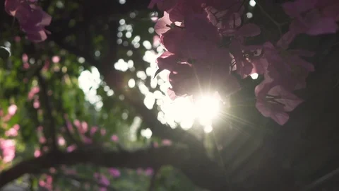 Sun flares coming between the branches of a tree with pink flowers Stock Footage 98068673