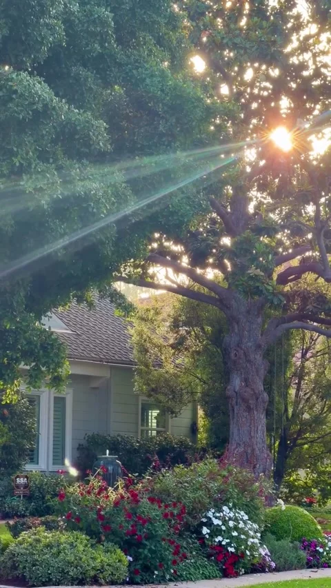 Sun Flares Filtering Through Large Tree Over Suburban House and Garden Stockbeeldmateriaal 340263920